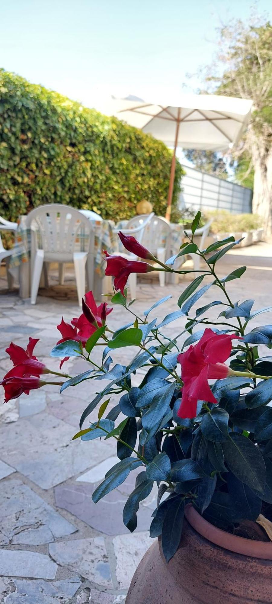 Hotel Lea Γκροσέτο Εξωτερικό φωτογραφία